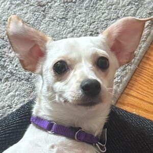 Meet your Posher, Cannoli